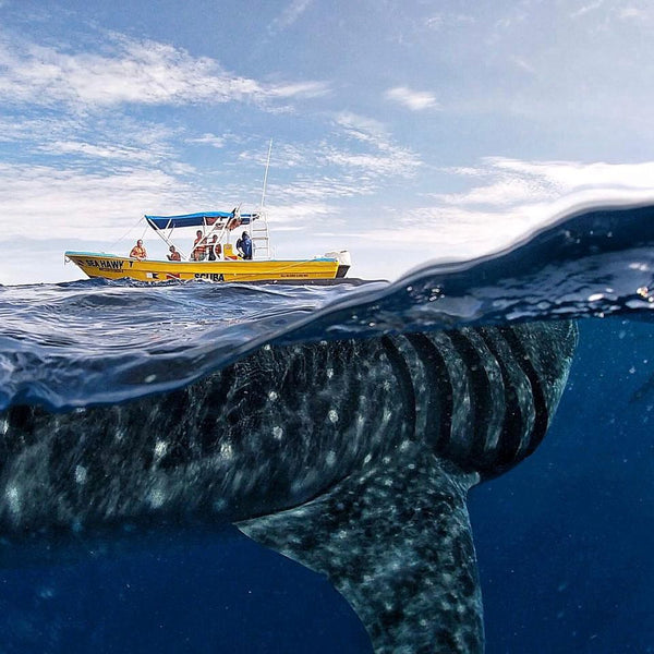Tour de tubarão -baleia a partir de US $ 149 USD