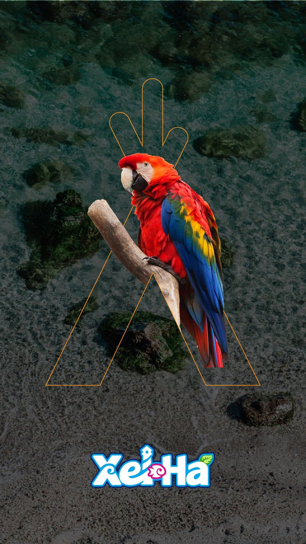 Xel-ha a partir de US $ 145 USD