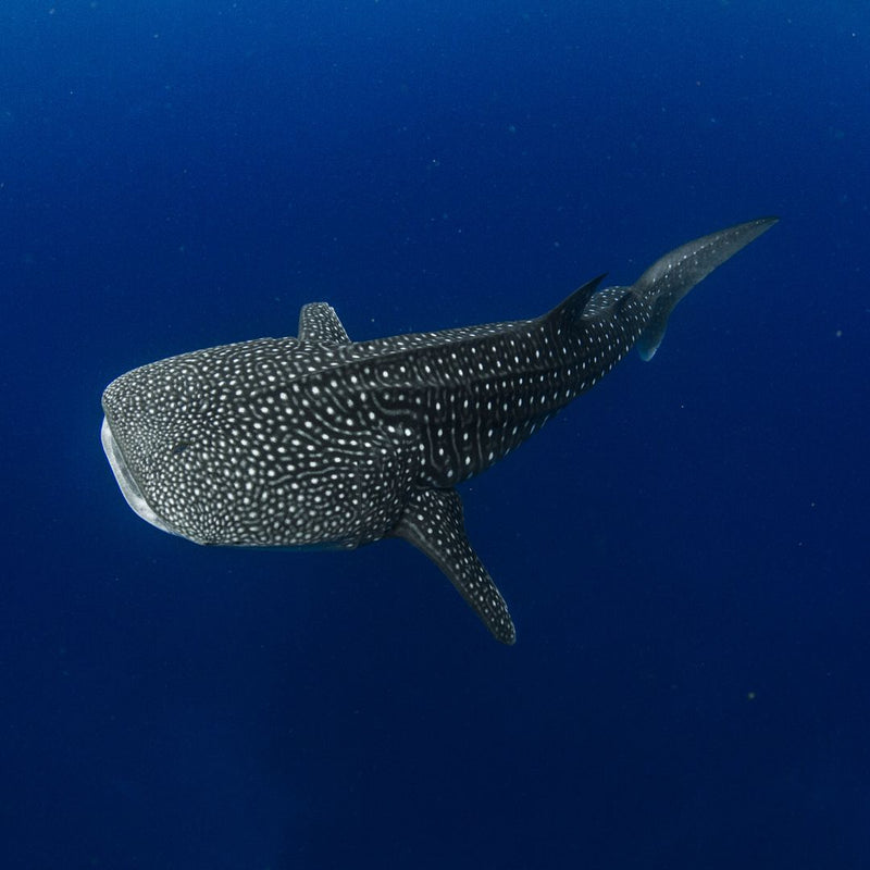 WHALE SHARK TOUR STARTING FROM $155 USD
