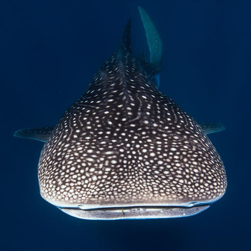 WHALE SHARK TOUR STARTING FROM $155 USD