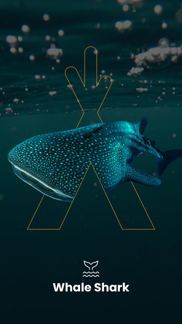 Tour de tubarão -baleia a partir de US $ 149 USD